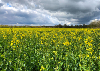 Blüte des Winterrapses beginnt: Schleswig-Holstein wird wieder farbig