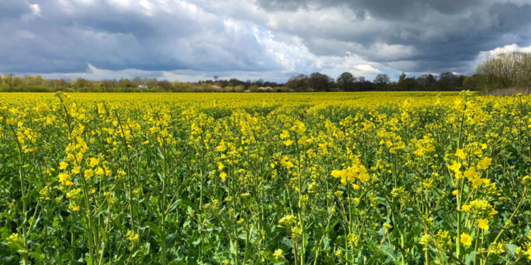 Blüte des Winterrapses beginnt: Schleswig-Holstein wird wieder farbig