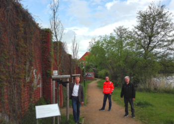 Der tapferste Baum Ratzeburgs