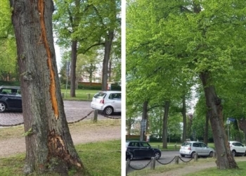 Gefahrenbaum ‚Unter den Linden‘ muss gefällt werden