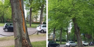 Gefahrenbaum ‚Unter den Linden‘ muss gefällt werden