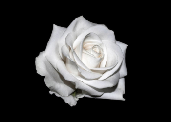 Zum 100. Geburtstag von Sophie Scholl: Podcast über die ‚Weiße Rose‘