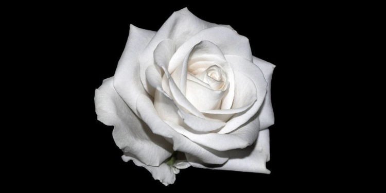 Zum 100. Geburtstag von Sophie Scholl: Podcast über die ‚Weiße Rose‘