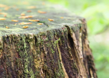 ‚Nur kleine Schritte für eine große Herausforderung‘