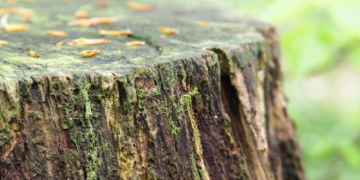 ‚Nur kleine Schritte für eine große Herausforderung‘