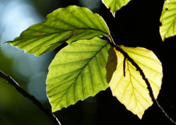Forscherinnen der Universität Konstanz untersuchen Buchenblätter aus den Kreisforsten Herzogtum Lauenburg
