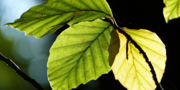 Forscherinnen der Universität Konstanz untersuchen Buchenblätter aus den Kreisforsten Herzogtum Lauenburg