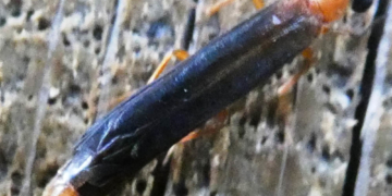 FDP bewertet den Kreistagsbeschlusses zur Forsteinrichtung