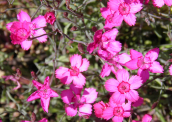 Exkursion zu den Magerrasenflächen bei Lehmrade