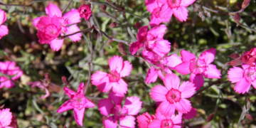 Exkursion zu den Magerrasenflächen bei Lehmrade