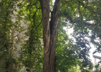 Wegen zu starker Schäden – Kastanie auf dem Ehrenfriedhof in Ratzeburg muss gefällt werden