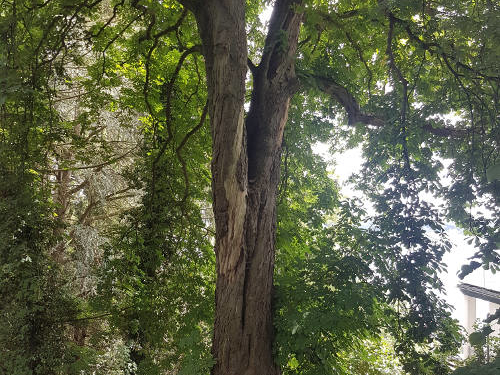 Wegen zu starker Schäden – Kastanie auf dem Ehrenfriedhof in Ratzeburg muss gefällt werden