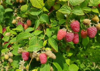 Himbeeren, so weit das Auge reicht