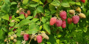 Himbeeren, so weit das Auge reicht