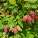 Himbeeren, so weit das Auge reicht