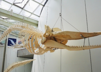 Walskelette im Kreis präsentieren?