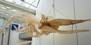 Walskelette im Kreis präsentieren?