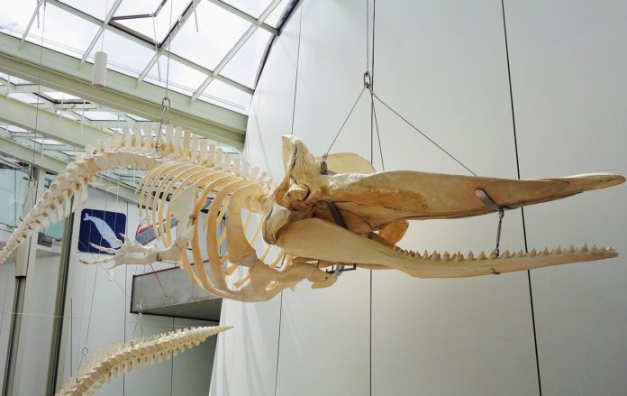 whale-skeleton-3455601_1280