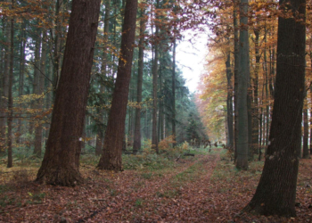Waldspaziergang op Platt durch den Ritzerauer Forst