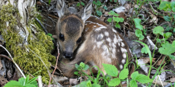 Es passiert was Schönes in Schiphorst