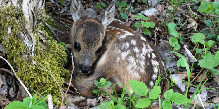 Es passiert was Schönes in Schiphorst