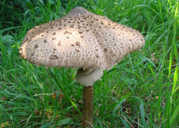 Pilzwanderung im Ritzerauer Wald