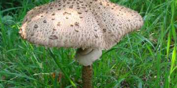 Pilzwanderung im Ritzerauer Wald