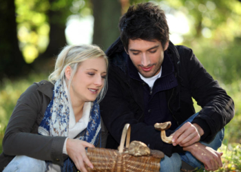 Die Pilzsaison startet wieder