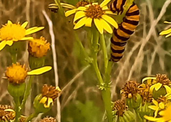Blutbären wirken gegen Jakobskreuzkraut in Ratzeburg
