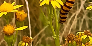 Blutbären wirken gegen Jakobskreuzkraut in Ratzeburg