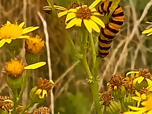 Blutbären wirken gegen Jakobskreuzkraut in Ratzeburg