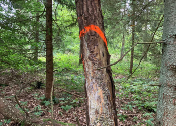 Kreisforsten Herzogtum Lauenburg im Einsatz für mehr Sicherheit im Straßenverkehr