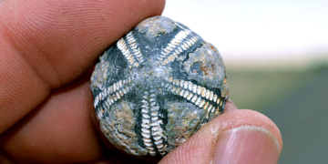 Seeigeln, Bernstein und Co.