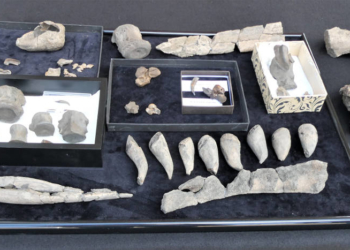 Kreistag beschließt Machbarkeitsstudie für Urmeermuseum