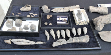 Kreistag beschließt Machbarkeitsstudie für Urmeermuseum