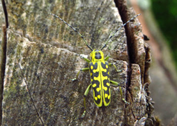 Vortrag über die Welt der Käfer und Insekten