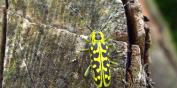 Vortrag über die Welt der Käfer und Insekten