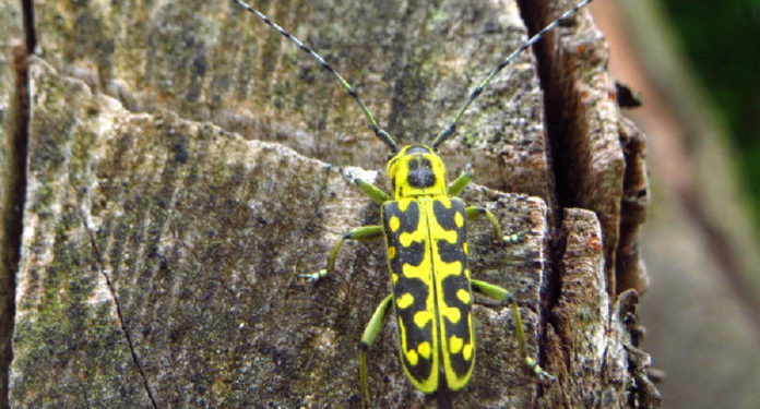 Vortrag über die Welt der Käfer und Insekten