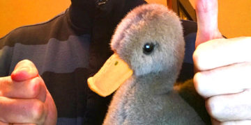 Sportlicher erster Advent in Ratzeburg