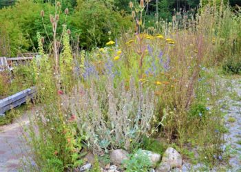 Geschottert, wild oder gestaltet? Was hilft der Artenvielfalt im Garten?