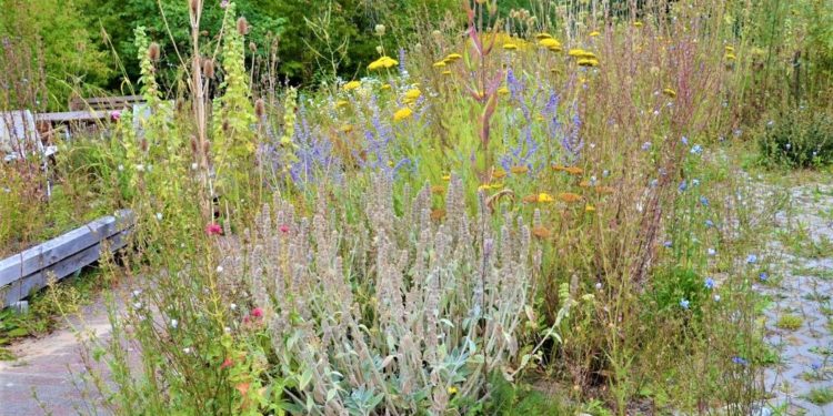 Geschottert, wild oder gestaltet? Was hilft der Artenvielfalt im Garten?