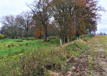 GRÜNE kritisieren das Vorgehen des Bau-, Wege- und Umweltausschuss zum möglichen Gewerbegebiet an der Büchener Steinau