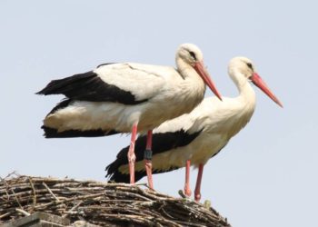 Weißstorchsaison 2021