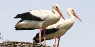 Weißstorchsaison 2021