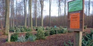 Weihnachtsbaumverkauf in Hamwarde startet