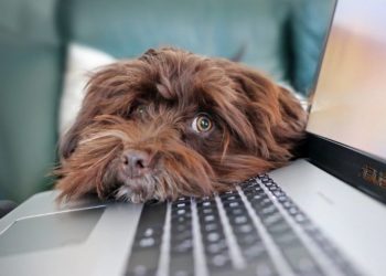 Pflichtfach Informatik an den Schulen