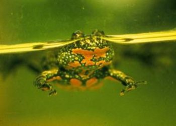 Mehr Wasser für die Rotbauchunke