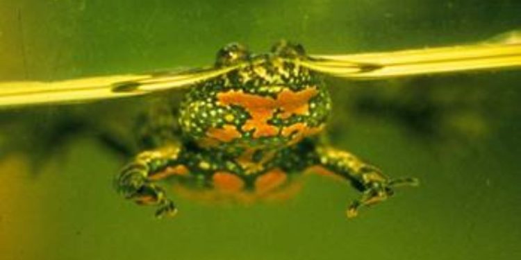 Mehr Wasser für die Rotbauchunke