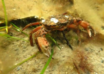 Aktiv trotz Corona – Viele Tauchaktionen