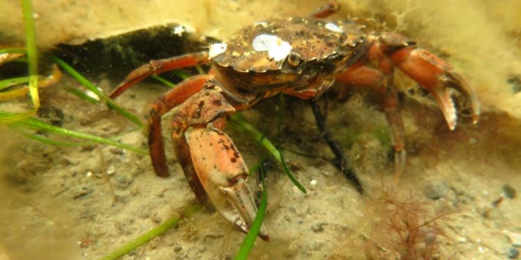 Aktiv trotz Corona – Viele Tauchaktionen